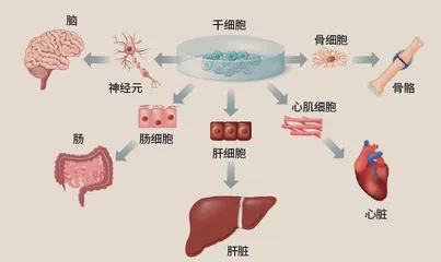 胡萝卜餐盘常客的科学生涯2