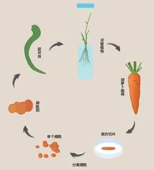 胡萝卜餐盘常客的科学生涯3