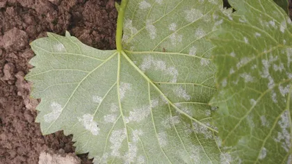 植物及其多样性在园林病虫害防治中的重要作用0