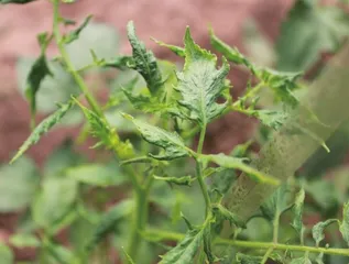 植物及其多样性在园林病虫害防治中的重要作用1