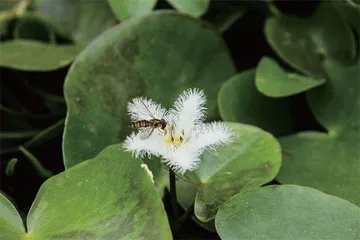 《诗经》中的水上花1