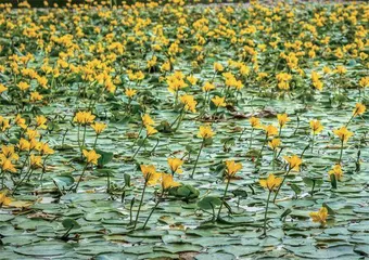 《诗经》中的水上花2