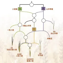 普通小麦：农田植物的演化奇迹1