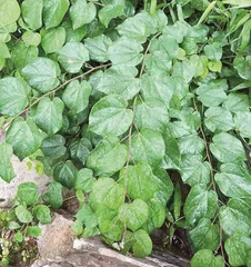 西安植被多样性：绿色宝库中的生命之歌1