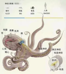 章鱼是外星生物？这可能是真的3