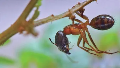 凶猛如斯的狮子竟被蚂蚁踹翻了饭碗2