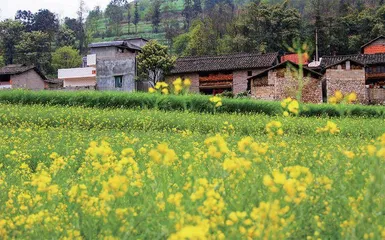 三月油菜花盛开2