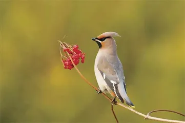 动物的舞蹈有多神奇0