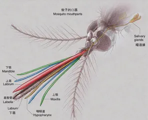 把正在吸血的蚊子拍死它的嘴会断在肉里吗？1