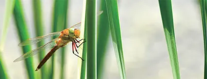 一年灭蚊数千只这种生物竟被当作美食2