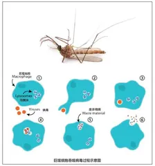 把正在吸血的蚊子拍死它的嘴会断在肉里吗？2