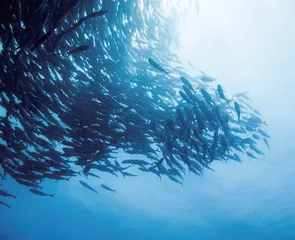 日本沙丁鱼越洋至美国海域