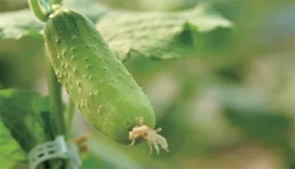 蛋黄颜色越深营养越高？一动就出汗是身体虚？3