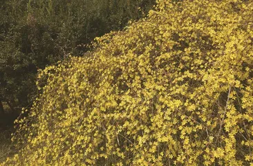 当寒故暖将为雪，北海迎春早放花1