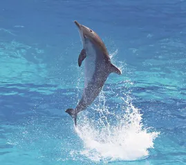 海洋奇妙旅行：认识海洋生物的五个惊喜之处