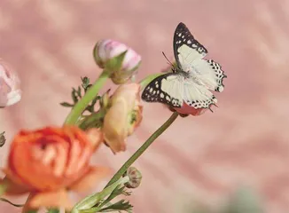 世上第一朵花或由昆虫授粉