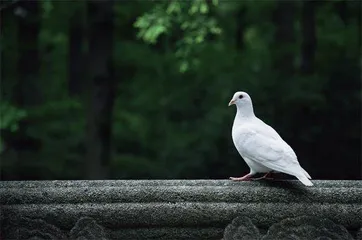 高营养的驯养珍禽