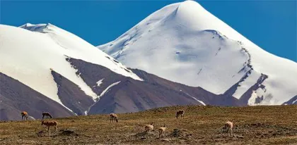 可可西里巡山队的志向跟山一样高1