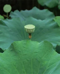 荷花全身都是宝3