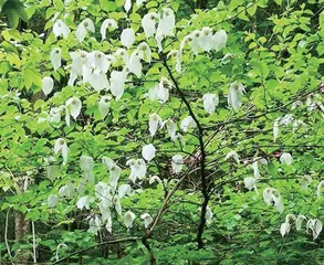 山林相依　植物相伴1