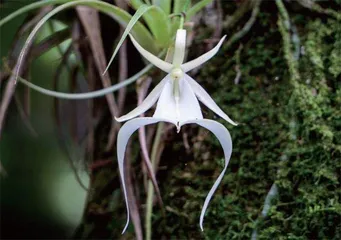 山林相依　植物相伴2