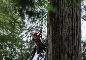 寻找亚洲第一高树0