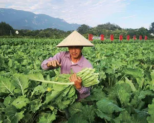 大吉沙岛的怀念一个科学家的赤子之心