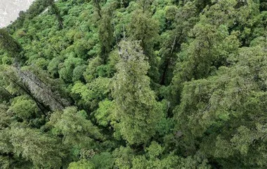 寻找亚洲第一高树3