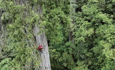 寻找亚洲第一高树4