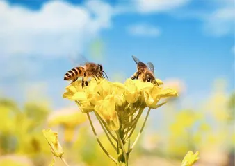 “蜜罐”里的微生物1