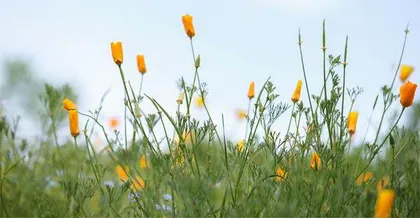 “蜜罐”里的微生物3