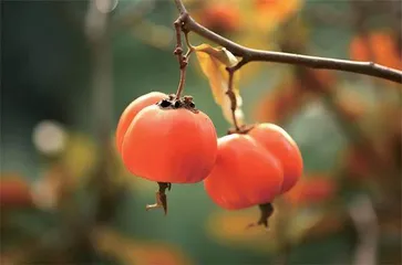 秋日你吃对水果了吗0