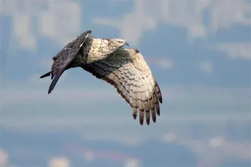 监测迁徙猛禽搭建全国网络太难0