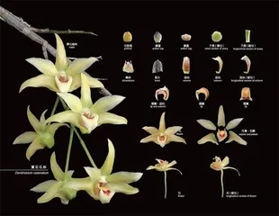 气候变化动植物物种生存受严重影响2