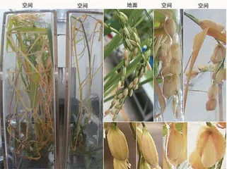 国际首次我国完成水稻全生命周期空间培养实验