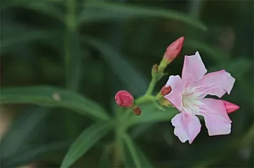 花好果甜莫要采0