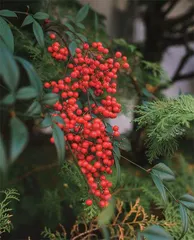 花好果甜莫要采3