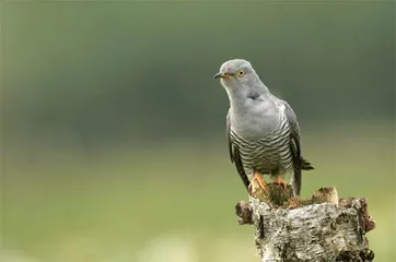 不养孩子的鸟爸妈