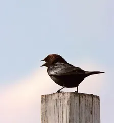 不养孩子的鸟爸妈3