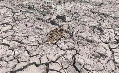 失水洞庭“鱼与渔”的困境之夏