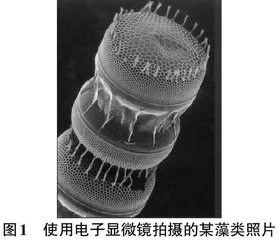 超微距技术在自然博物馆藏品数字化中的应用