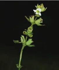 “不劳而获”的寄生植物1