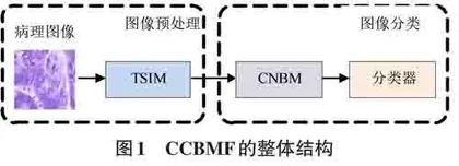 基于形态特征感知的结直肠癌图像分类方法研究