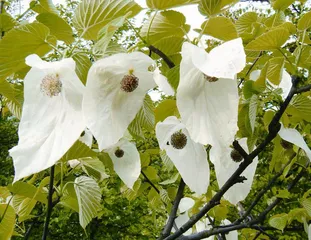 来自冰川世纪的“中国鸽子花”1