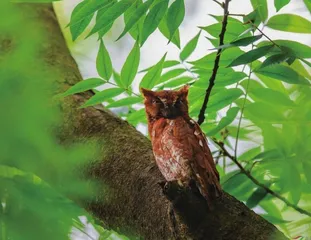 红角鸮：暗夜行猎，对月当歌