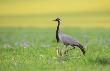 飞越珠峰的“花颜闺秀”0