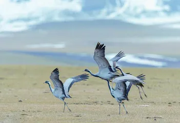 飞越珠峰的“花颜闺秀”1