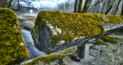 植物也能“望闻问切”1