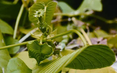 会“爆炸”的植物