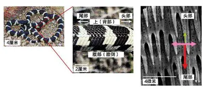 动物世界中的物理学1